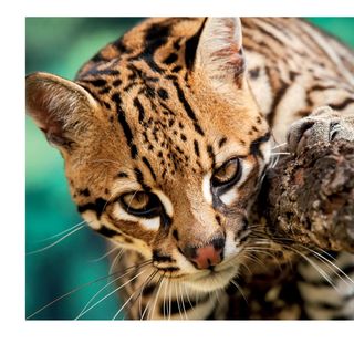 Imagem da página da esquerda da publicação Biodiversidade no Espírito Santo