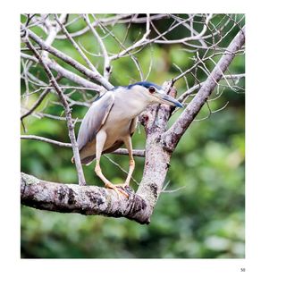 Imagem da página da esquerda da publicação Biodiversidade no Espírito Santo