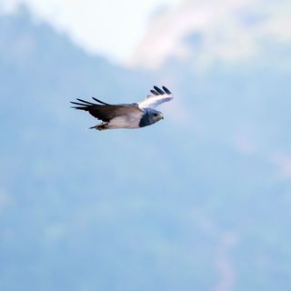 Imagem da página da esquerda da publicação Biodiversidade no Espírito Santo