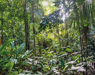 Imagem da página da direita da publicação Últimos Refúgios: Reserva Biológica de Sooretama