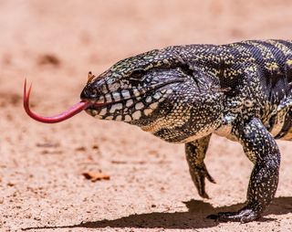 Imagem da página da esquerda da publicação Últimos Refúgios: Reserva Biológica de Sooretama