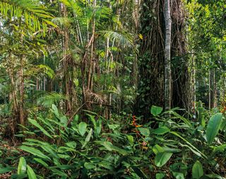 Imagem da página da esquerda da publicação Últimos Refúgios: Reserva Biológica de Sooretama