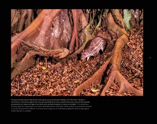 Imagem da página da esquerda da publicação Últimos Refúgios: Reserva Biológica de Sooretama
