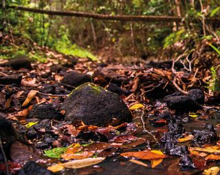Imagem da página da esquerda da publicação Últimos Refúgios: Reserva Biológica de Sooretama