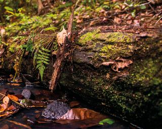 Imagem da página da direita da publicação Últimos Refúgios: Reserva Biológica de Sooretama