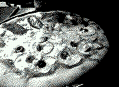 bsbit bitmap frame img0060