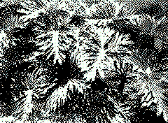 bsbit bitmap frame img0091