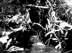 bsbit bitmap frame img0095